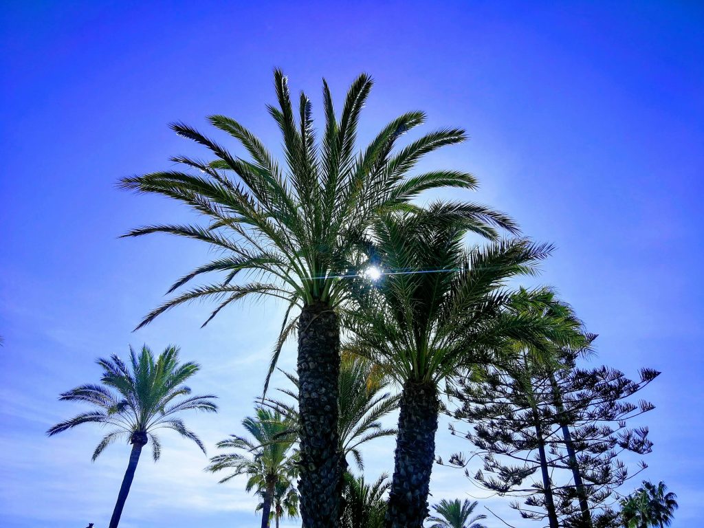 San Pedro1