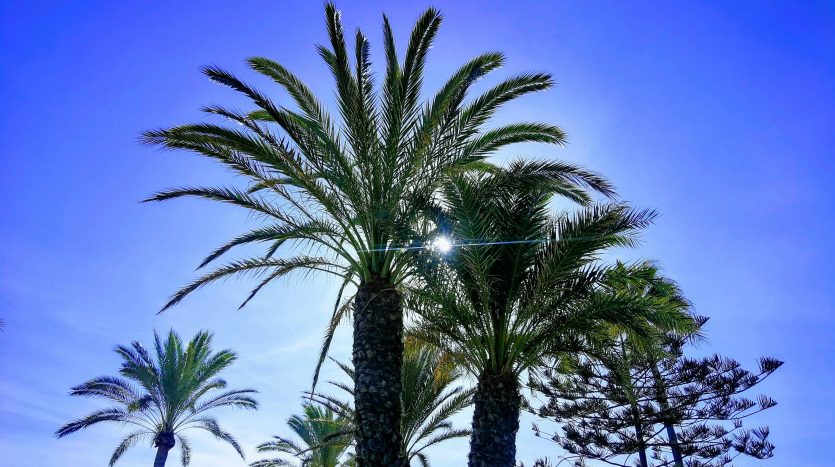 San Pedro1