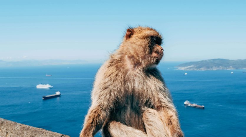 Monkey Gibraltar