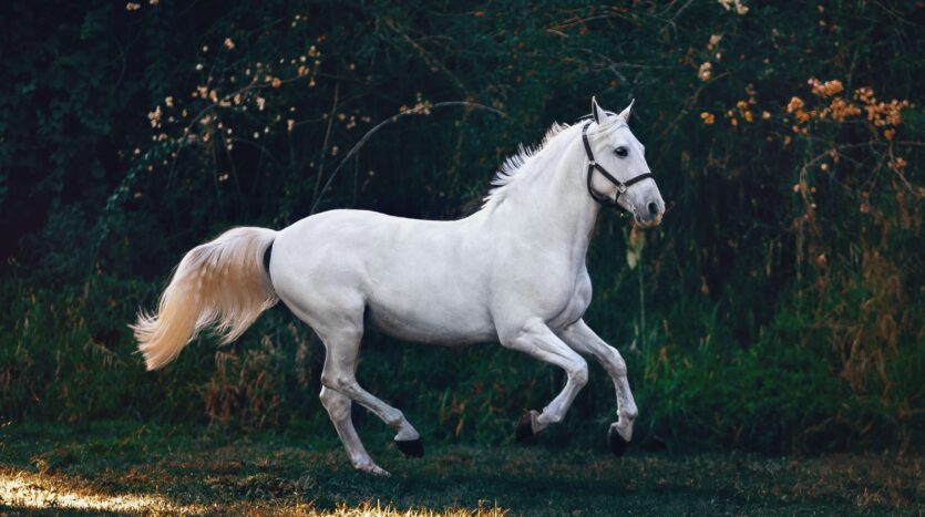 Paardensport Costa del Sol