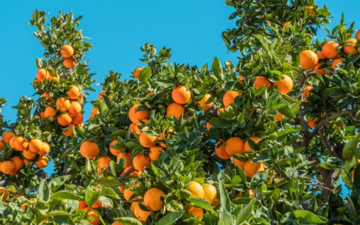 Orange tree